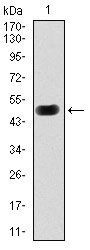 1 - PRKACG Antibody AO1716a