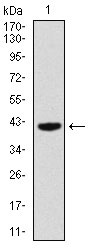 1 - PAX5 Antibody AO1729a