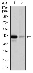 1 - PAX5 Antibody AO1729a