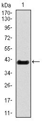 1 - T Antibody AO1735a