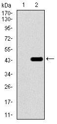 1 - T Antibody AO1735a