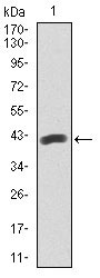 1 - PAX5 Antibody AO1745a