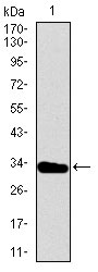 1 - T Antibody AO1777a
