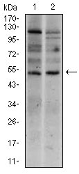 1 - T Antibody AO1777a