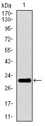 1 - P2RY13 Antibody AO1792a