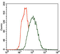 4 - CK5 Antibody AO1801a