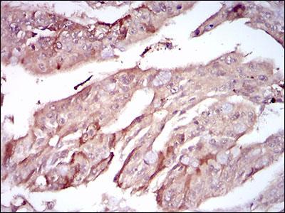 2 - PON1 Antibody AO1873a