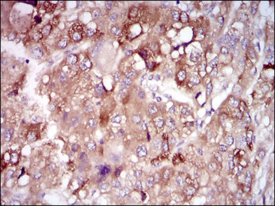 2 - PON1 Antibody AO1873a