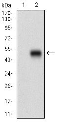 1 - PON1 Antibody AO1873a