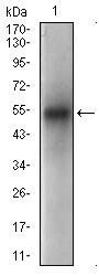 1 - PON1 Antibody AO1873a