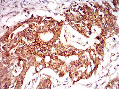 2 - PON1 Antibody AO1874a