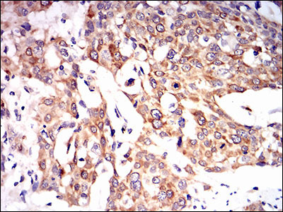 2 - PON1 Antibody AO1874a