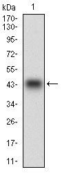 1 - PON1 Antibody AO1874a