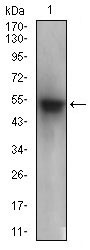 1 - PON1 Antibody AO1874a