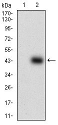 1 - SOX10 Antibody AO1875a
