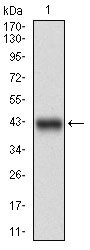 1 - PPP1R1B Antibody AO1879a