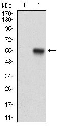 1 - PPP1R1B Antibody AO1879a