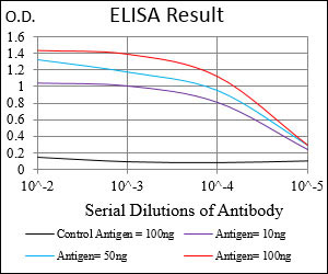 10 - MEF2A Antibody AO1883a