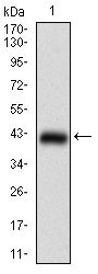 1 - MEF2A Antibody AO1883a
