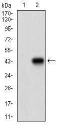 1 - MEF2A Antibody AO1883a