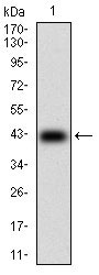 1 - PPP1R1B Antibody AO1894a