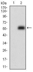 1 - PPP1R1B Antibody AO1894a