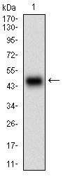 1 - PLA2G12A Antibody AO1927a