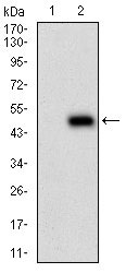 1 - PLA2G12A Antibody AO1927a