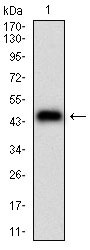 1 - PLA2G12A Antibody AO1930a