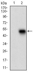 1 - PLA2G12A Antibody AO1930a