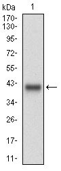 1 - MLANA Antibody AO1952a