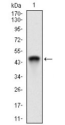 1 - ANPEP Antibody AO1999a