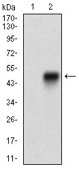 1 - ANPEP Antibody AO1999a
