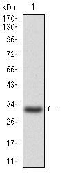 1 - P2RY13 Antibody AO2023a