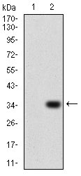 1 - P2RY13 Antibody AO2023a