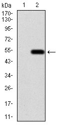 1 - AIM2 Antibody AO2057a