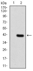 1 - PDPK1 Antibody AO2066a
