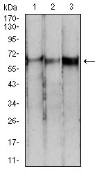 1 - PDPK1 Antibody AO2067a