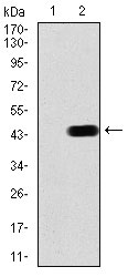 1 - CBX6 Antibody AO2075a