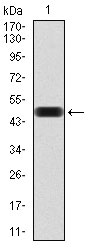 1 - THAP1 Antibody AO2078a