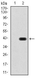 1 - GAD2 Antibody AO2100a