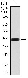 1 - LRP1 Antibody AO2109a