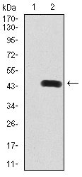 1 - LRP1 Antibody AO2109a