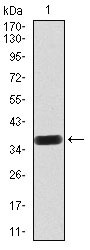 1 - SIRT6 Antibody AO2114a