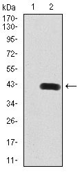 1 - SIRT6 Antibody AO2114a