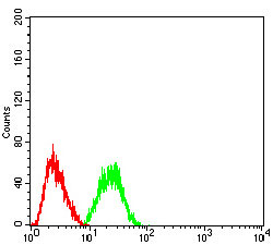 4 - CBX2 Antibody AO2139a