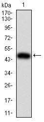 1 - IL28A Antibody AO2197a