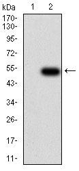 1 - IL28A Antibody AO2197a