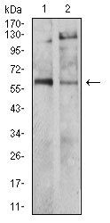 1 - TH Antibody AO2215a