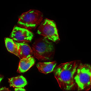 3 - SLC2A4 Antibody AO2244a